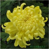 菊花苗盆栽菊花九月菊花菊花盆栽当年开花多个品种绿植6不含盆3不含盆