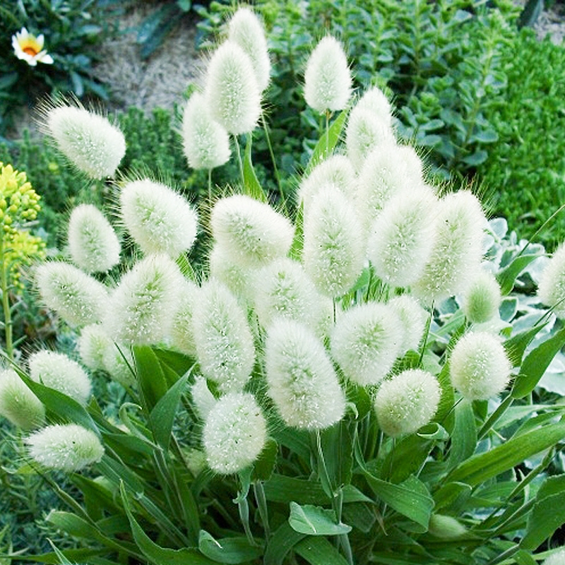 回固兔尾草喜光易养庭院露台耐寒观赏绿植草本花卉盆栽苗