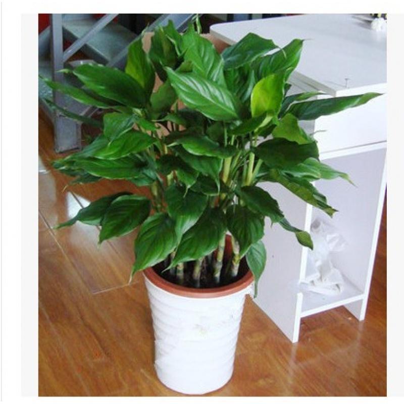 善道园艺用品万年青盆栽大型花卉植物万年青盆栽室内客厅绿植四季常青净化空气 价格图片品牌报价 苏宁易购善道家纺旗舰店