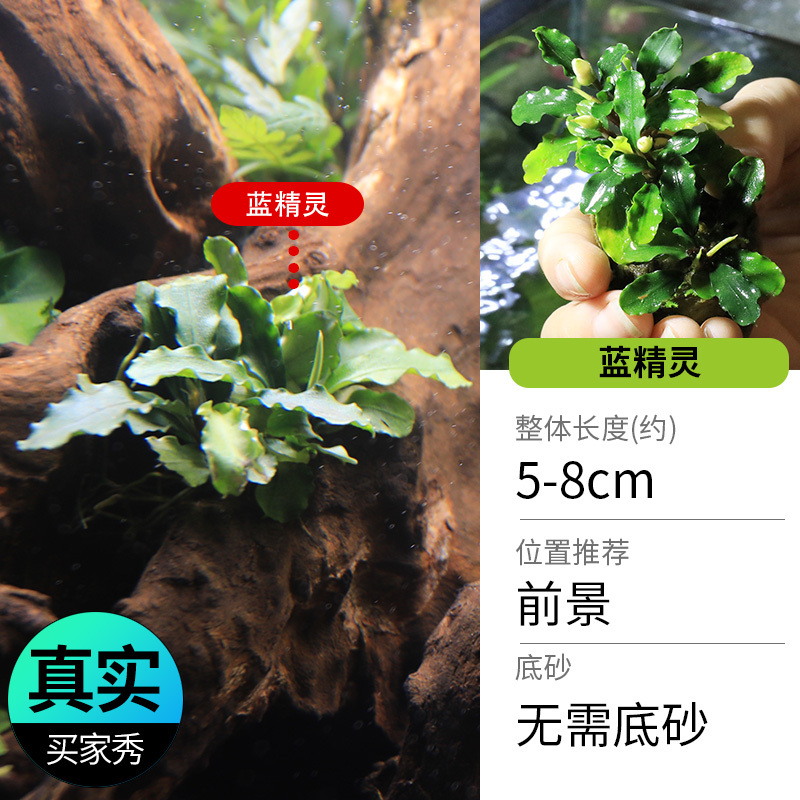 鱼缸造景莫斯沉木水榕无土植物懒人增氧真水草趴地矮珍珠陀草