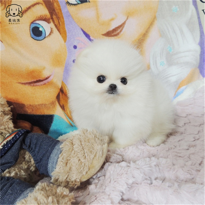 麦比佳 狗狗活体 纯种博美犬幼犬活体宠物狗狗哈多利系球体博美狗 玩具型博美犬 茶杯犬 长不大博美日系俊介犬高清大图