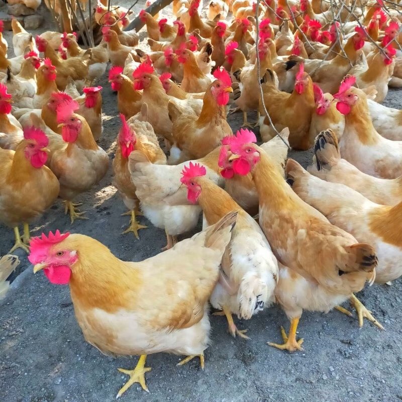 小母鸡 袋装500g高清大图