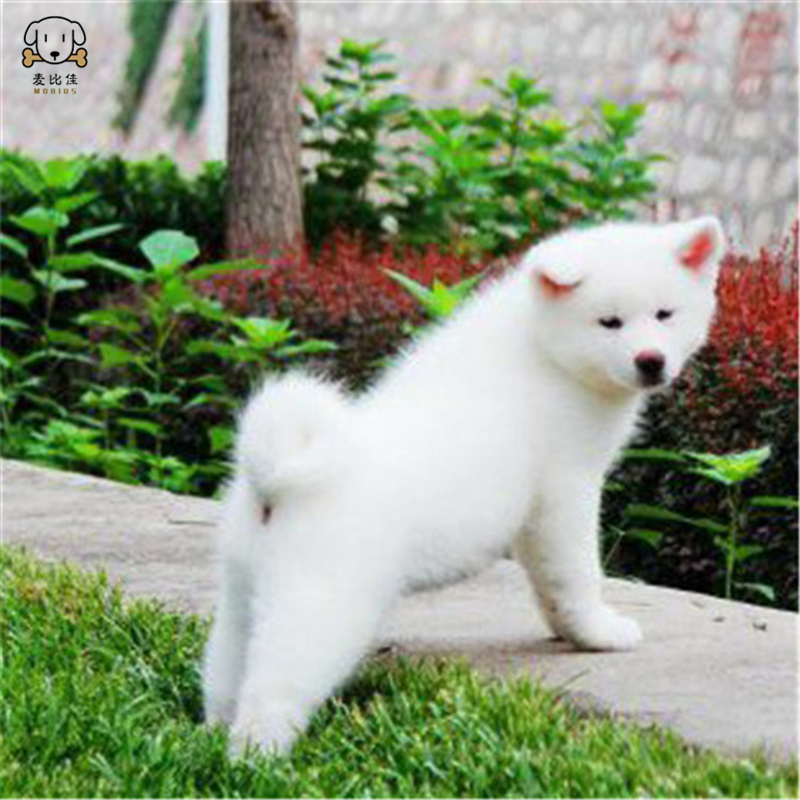 麦比佳 秋田犬 纯种秋田犬幼犬中大型秋田犬狗狗活体血统级精品日系秋田日本赛级秋田家庭犬公母视频挑选包健康秋田柴犬