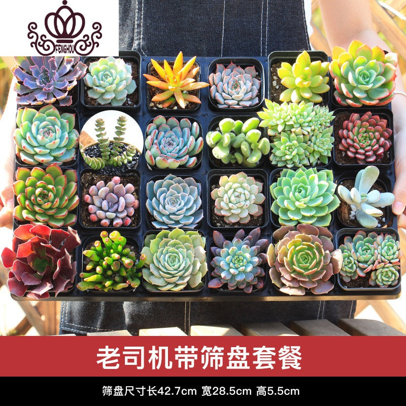 封后 Fenghou 园艺用品封后多肉植物组合盆栽新手套餐含盆带土室内小迷你桌面绿植办公室肉肉 老司机套餐 24颗精选多肉 24孔架子带盆栽好 价格图片品牌报价 苏宁易购战狼家居专营店