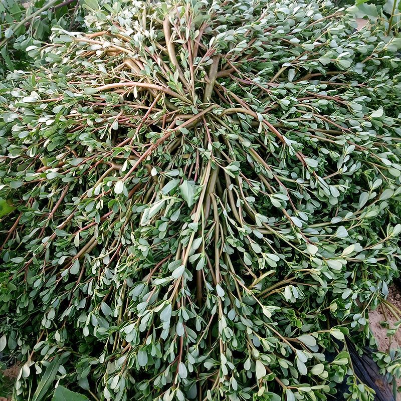 马齿苋菜现挖野生马齿菜2斤五行食用调养野菜新鲜蔬菜 马齿苋菜新鲜马苋菜野生五行草马齿苋长寿菜野菜蔬菜马蜂菜