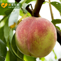 【顺丰快递】山东青州冬桃 桃子净重4.5斤 20个左右 箱装 脆甜可口 当季应季新鲜水果 诗亦生鲜