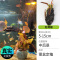 鱼缸造景莫斯沉木水榕无土植物懒人增氧真水草趴地矮珍珠陀草