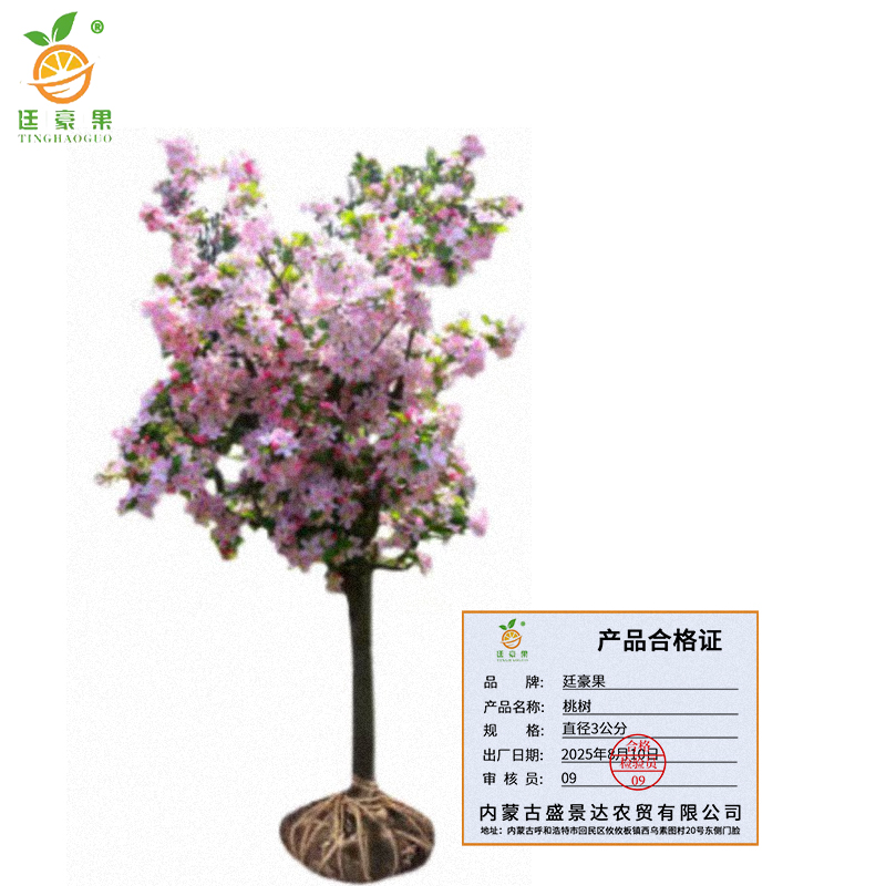 廷豪果 桃树 直径3公分 /棵高清大图