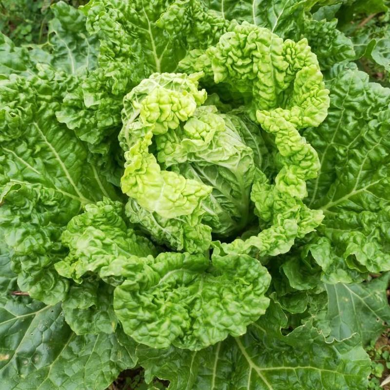 赛卡伊贵州白菜青麻叶白菜新鲜蔬菜火锅白菜农家自种大白菜现摘现发