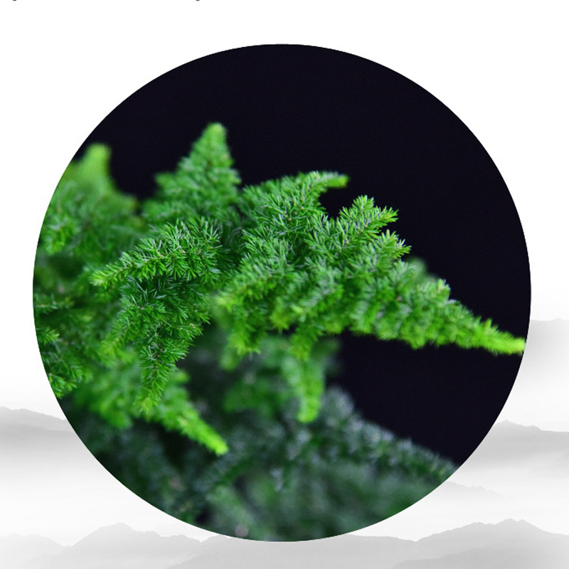 云竹盆栽植物室内花卉办公室桌面绿植好养四季常青景观竹子小盆景