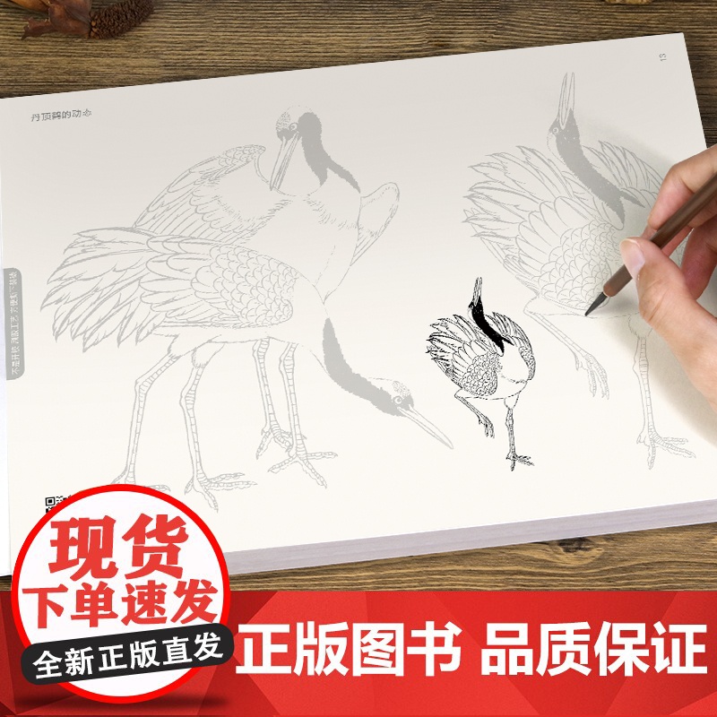 中国画白描入门描摹本 工笔画白描线稿底稿描红临摹手绘练习册 花卉山水动物人物国画初学入门毛笔绘画教材高清大图