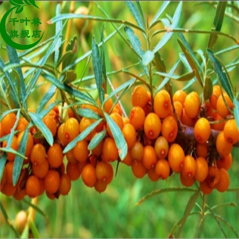 子暄盆栽地栽果树苗沙棘果苗沙棘苗沙棘钙果树苗沙棘树苗果实好吃钙果