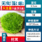 爬地矮珍珠前景水草植物日本水下叶鱼缸造景水培真草古法养鱼趴地
