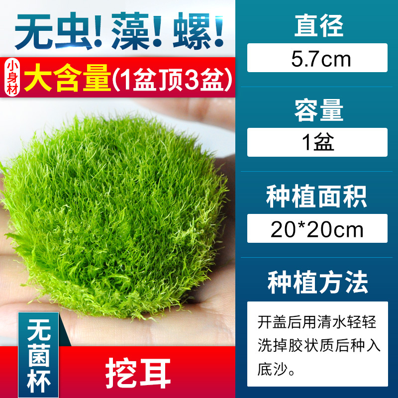 爬地矮珍珠前景水草植物日本水下叶鱼缸造景水培真草古法养鱼趴地