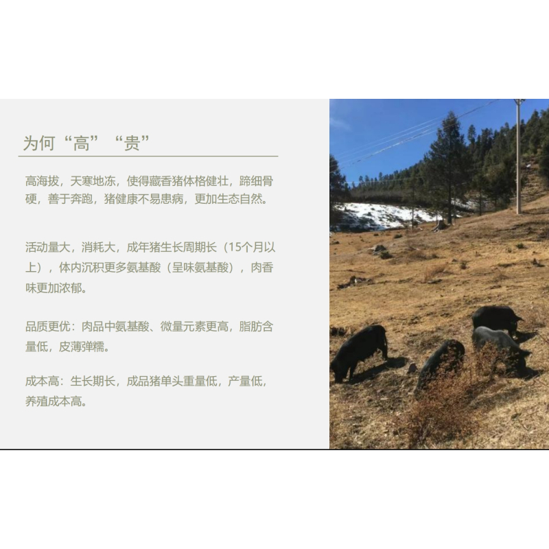 吉仁农场高原草场放养藏香猪前腿肉