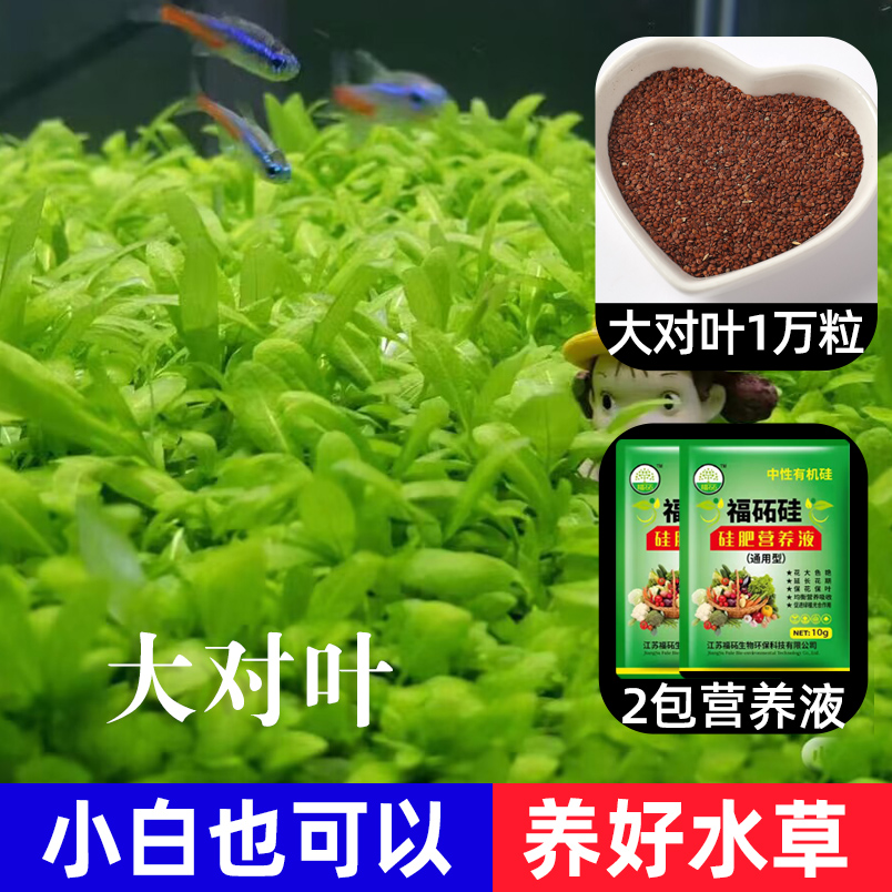 鱼缸水草种子生态造景套餐植物种籽孑水培阴性真草盆栽装饰牛毛 均码 大对叶1万粒+2包营养液肥