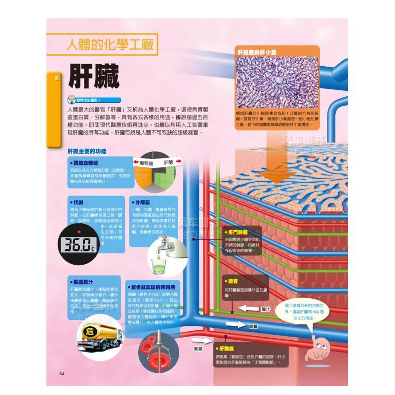 [正版]人体大解密百科图监生活港台原版图书进口繁体书籍岛田达生
