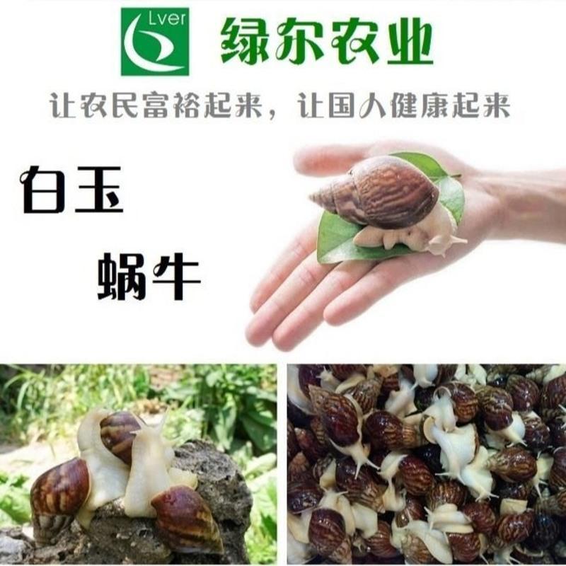 鲜活白玉蜗牛15只 餐饮食用鲜活白玉蜗牛活物大蜗牛活体乌龟蜥蜴等饲料