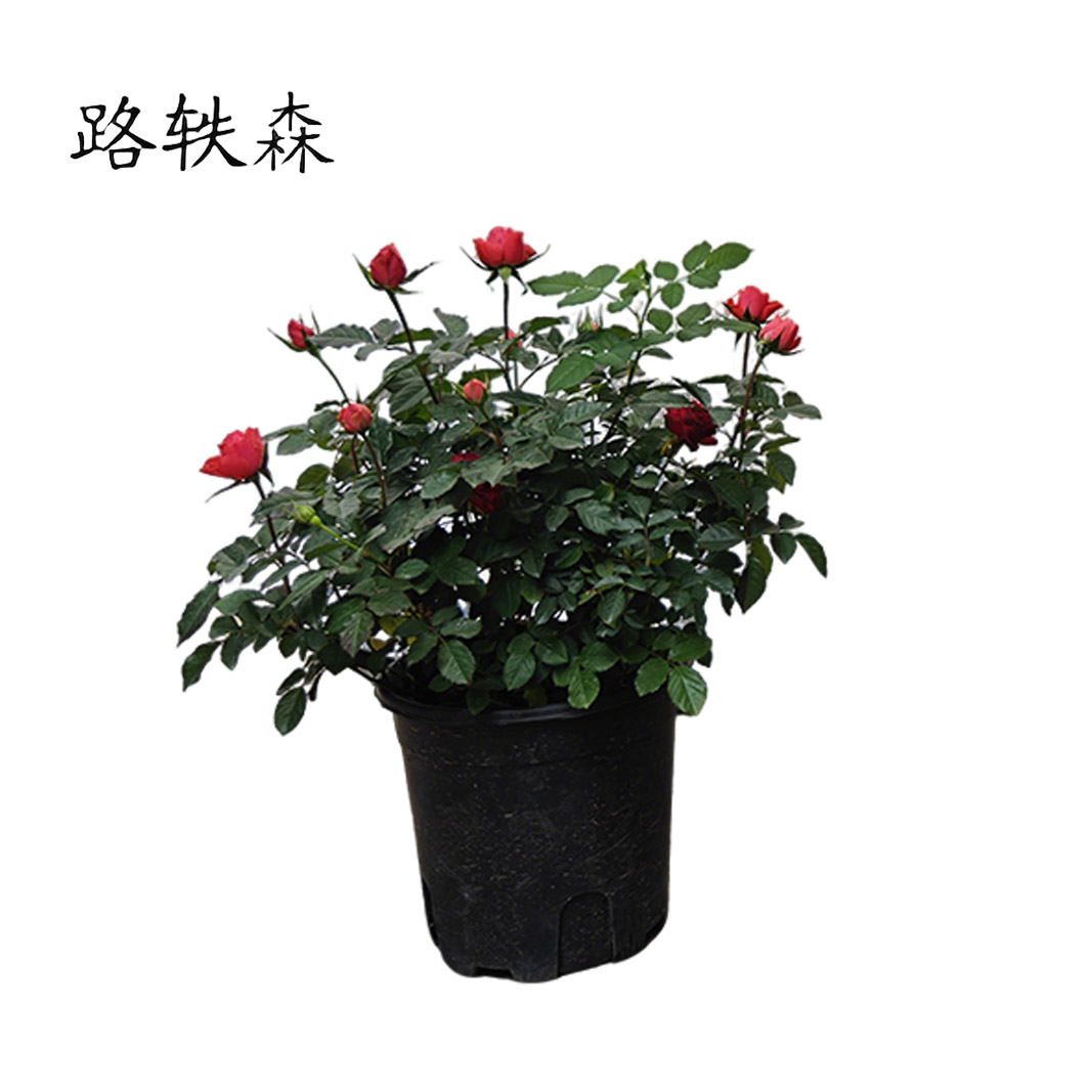 路轶森 月季 4-6分枝 棵高清大图
