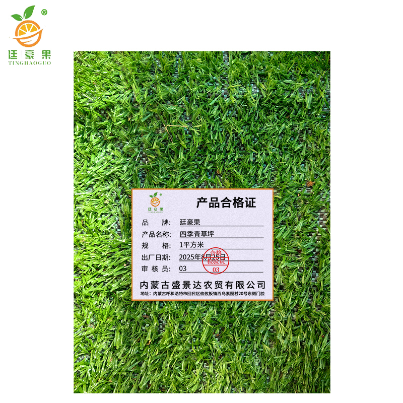 廷豪果 果岭草草坪 1平方米 /块高清大图
