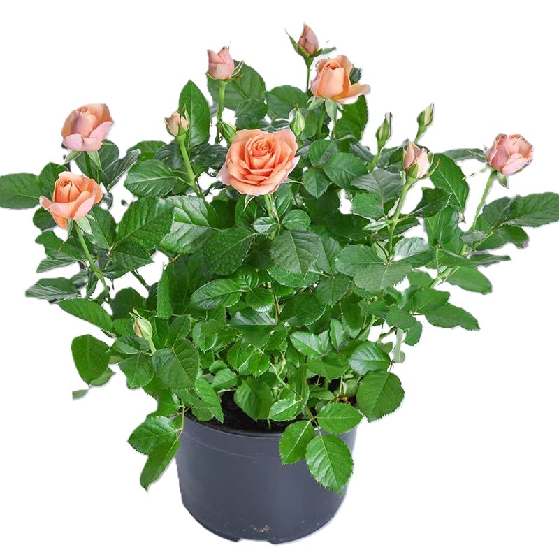 东方能展 花卉 月季花 4-6分枝 棵高清大图