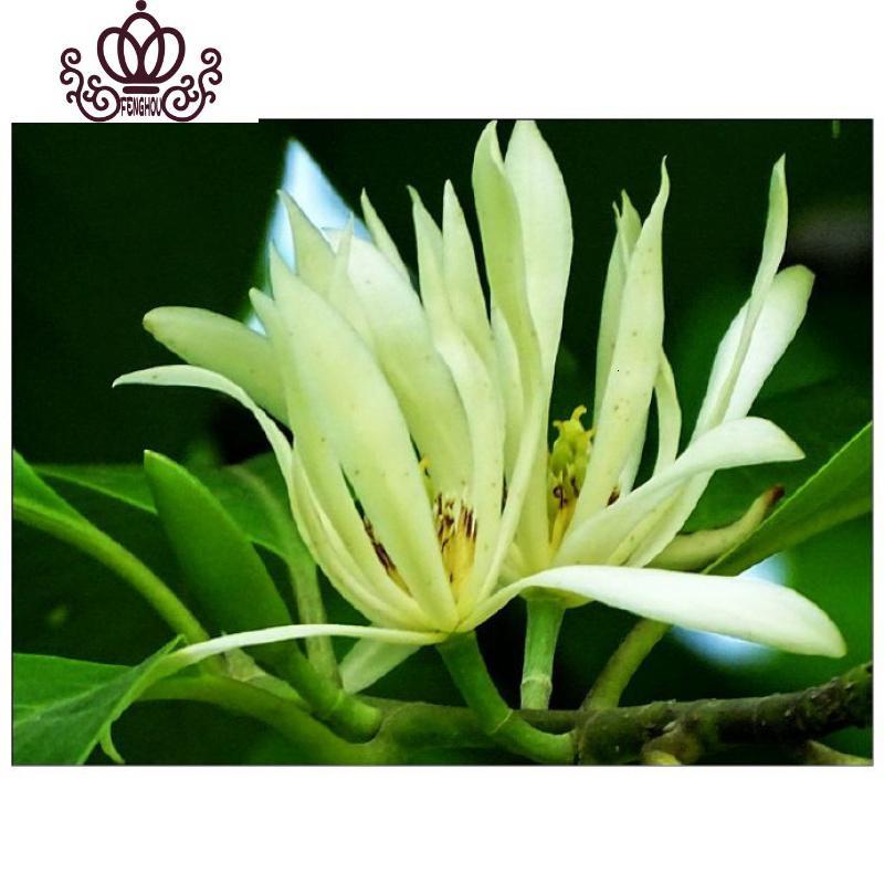 封后白兰花盆栽树苗带花苞花卉植物室内四季开花浓香型角兰好养的花黄