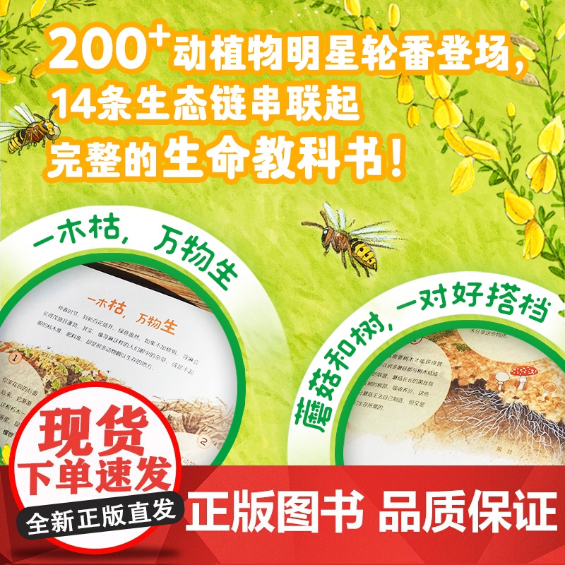 [精装绘本]大自然共生的秘密 5-8岁 自然科普绘本 自然教育 自然观察 生命教育 自然科学 二十一世纪出版社高清大图