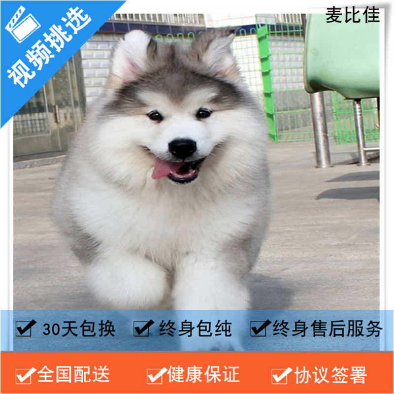 麦比佳 纯种巨型阿拉斯加幼犬活体宠物 熊版十字脸阿拉斯加雪橇犬 双血统烟灰色桃脸阿拉斯加幼崽 巨大型雪橇犬阿拉斯加犬23高清大图