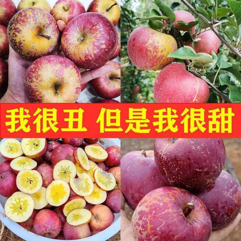 大凉山丑苹果四川盐源冰糖心脆甜3斤/5斤/9斤当季水果新鲜红富士整箱装