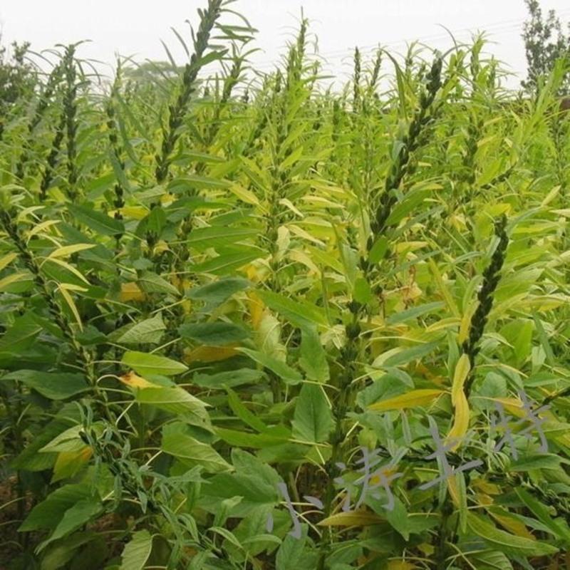 生白芝麻带皮 新货驻马店农家天然无漂白可榨油 生 白芝麻一斤