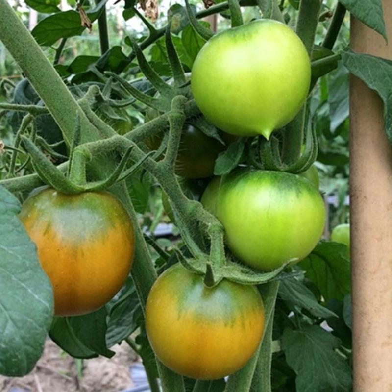 赛卡伊福建春桃圣女果小西红柿番茄新鲜蔬菜时令水果25斤顺丰