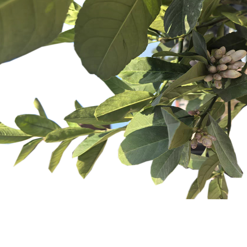 海铁科技芒果树1.5-2.5米高/棵高清大图