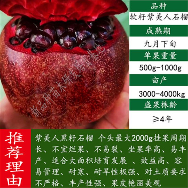 石榴树苗突尼斯软籽庭院果树盆栽地栽当年结果南北方甜特大石榴苗 黑美人 8年壮苗(带土带叶发货)