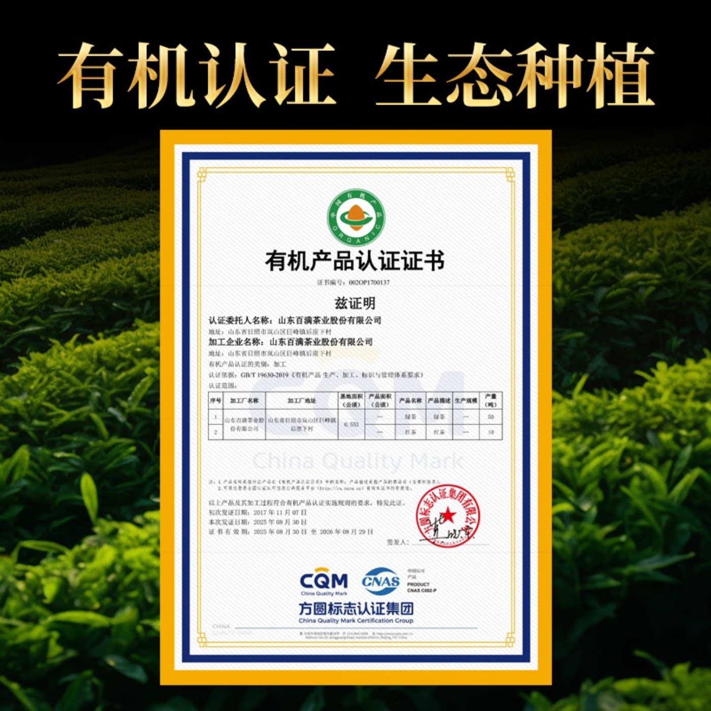 东客集(DongKeJi)日照绿茶2025新茶百满有机绿茶浓香型板栗香一级500g高清大图