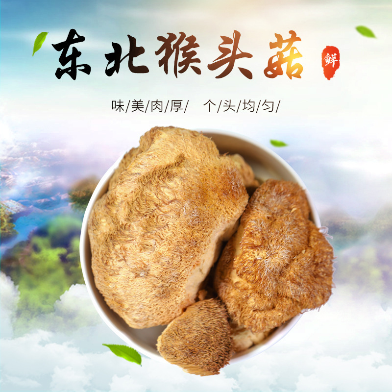 雪都东北特产野生猴头菇干货200g猴头蘑菇干货绿色农产品认证