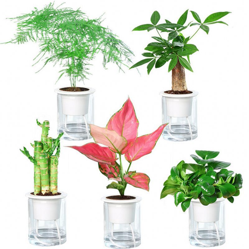 发财树办公室内弹痕小绿植栀子花卉绿萝水培富贵竹盆栽