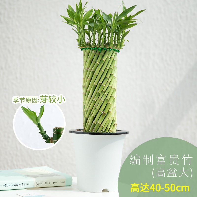 Dh清洁工具富贵竹培植物转运竹室内盆栽花卉办公室绿植观叶植物养开运竹 价格图片品牌报价 苏宁易购泽瑄精品专营店