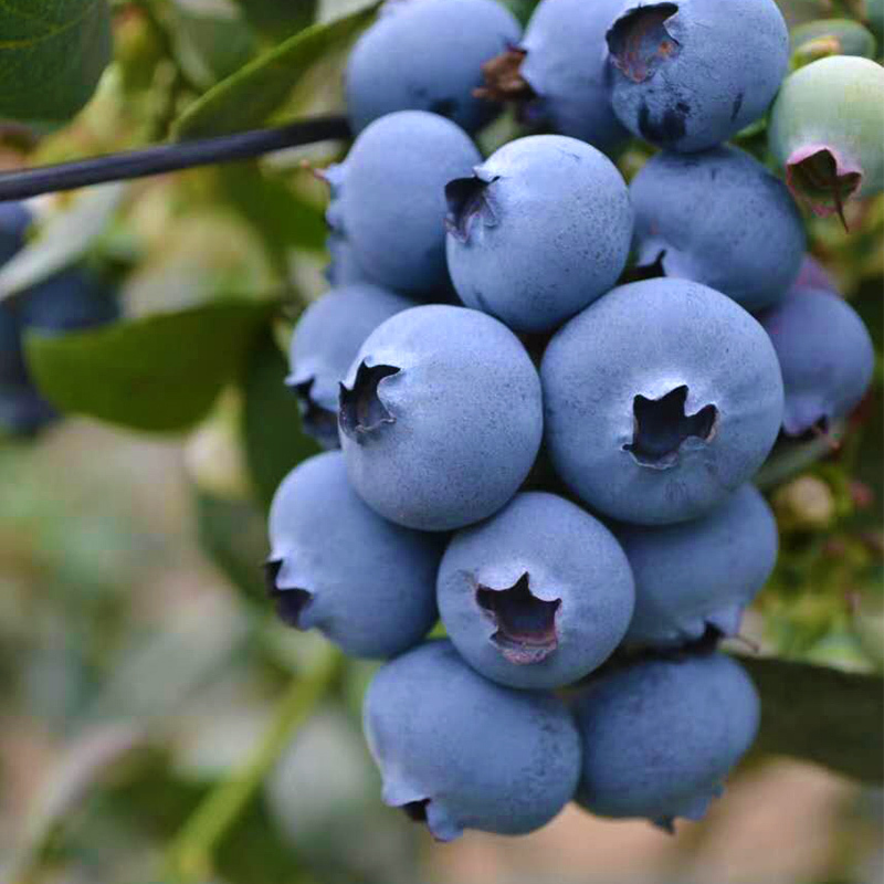 [熊猫鸟]云南蓝莓 8盒 单果18mm+ 125g/盒 新鲜水果当季蓝梅鲜果现摘高山孕妇可食高清大图