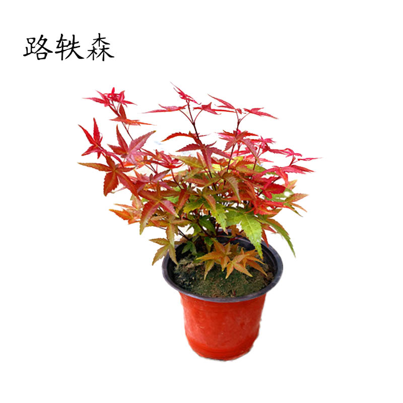 路轶森 红枫树苗 5公分 棵高清大图