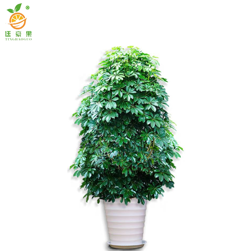 廷豪果 黄金发财树 高1.5米左右 /棵高清大图