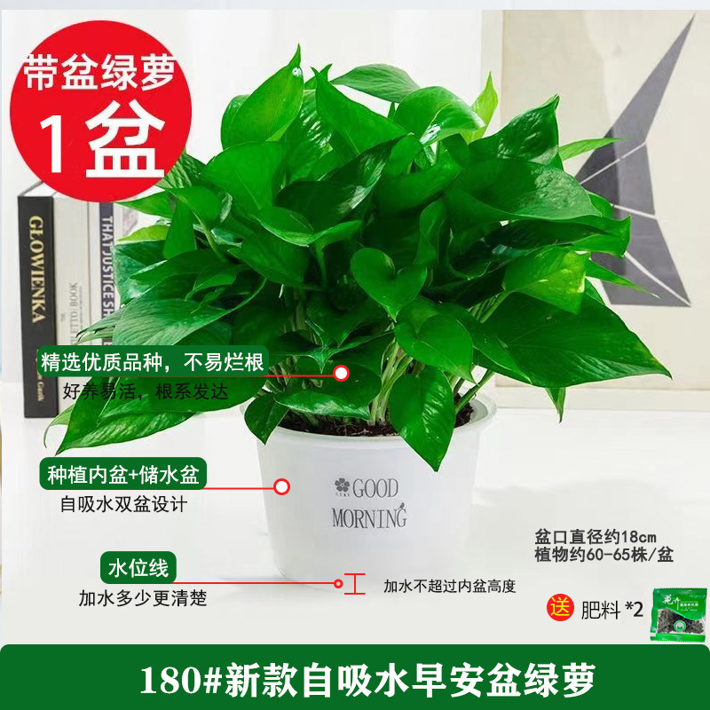 【补贴10%】绿萝盆栽除甲醛净化空内水培花卉绿植新房家用吸甲醛客厅好养 180#磨砂早安盆1盆+2肥