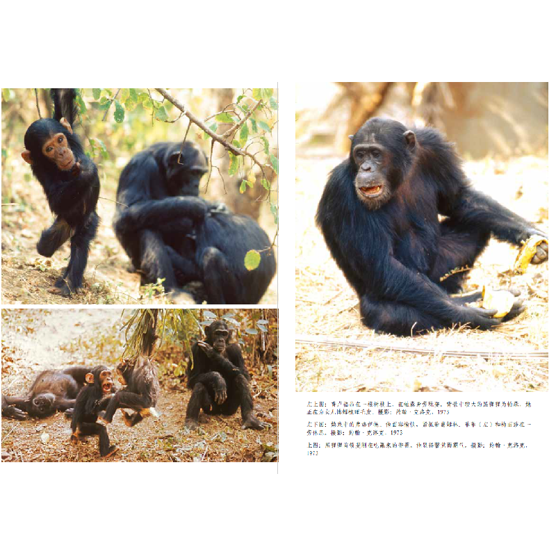 正版新书]与菲菲一起生活 野生黑猩猩教会我的事(美)约翰·克洛克高清大图