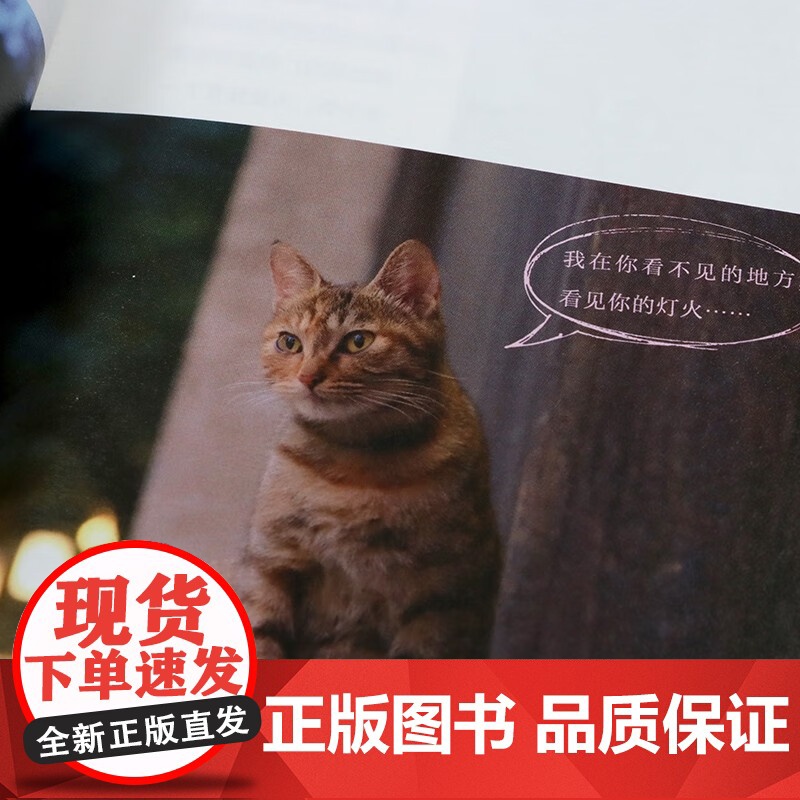 喵在江南 徐岩 著 摄影高清大图