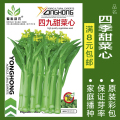蔬菜种子四季播种阳台农家盆栽香菜菠菜生菜韭菜小葱草莓籽孑大四 均码 四季甜菜心约500粒