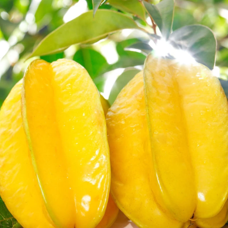 湛航现摘杨桃新鲜应季热带孕妇水果马来西亚杨桃漳州下河杨桃3斤参数