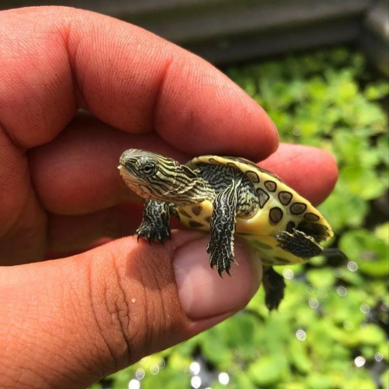 中华珍珠龟花龟活体龟苗小乌龟宠物龟观赏水龟乌龟活体招财花龟苗一只