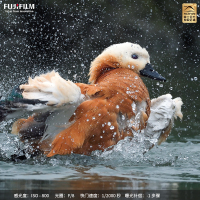 [有货]FUJIFILM)xh2s微单 单机身 标配 无反单电数码照相机6K视频高速连拍五轴防抖 X-H2S单机身 官方标配