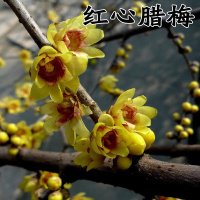 梅花盆景树桩盆栽腊梅苗梅花树苗红梅绿梅花卉绿植梅兰竹菊