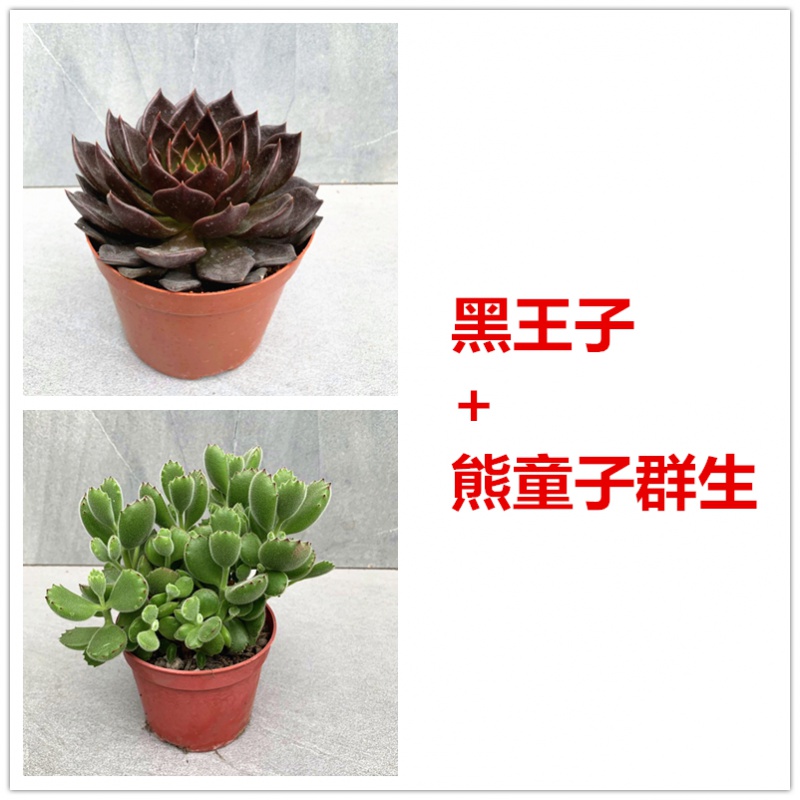 古达园艺用品古达紫乐大老桩悬崖造型多肉植物多头超大棵室内盆栽花卉绿植黑色黑王子 熊童子不含盆 价格图片品牌报价 苏宁易购老蜂匠园艺用品专营店