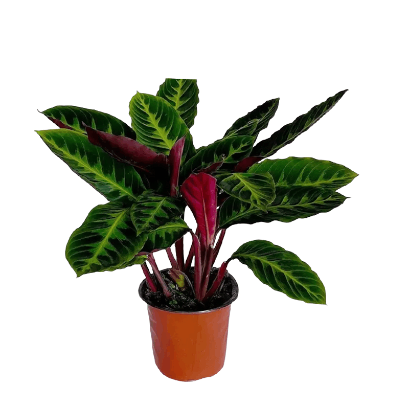 嘉众忆 紫背天鹅绒盆栽60cm JZY-PZ002 个图片